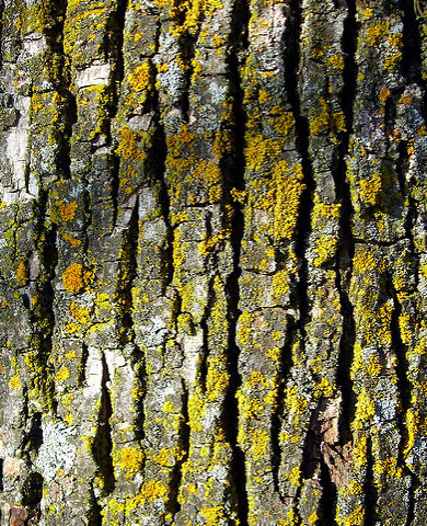 bark